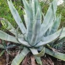 10 PCS Seeds Agave inaequidens subsp. inaequidens Succulents Garden Plants 10 PCS Seeds Agave inaequidens subsp. inaequidens Succulents Garden Plants