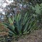 10 PCS Seeds Agave inaequidens subsp. inaequidens Succulents Garden Plants