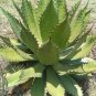 10 PCS Seeds Agave inaequidens subsp. inaequidens Succulents Garden Plants