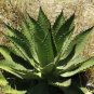 10 PCS Seeds Agave inaequidens subsp. inaequidens Succulents Garden Plants