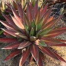 10 PCS Seeds Agave Kerchovei Succulents Garden Plants 10 PCS Seeds Agave Kerchovei Succulents Garden Plants