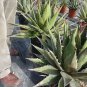 10 PCS Seeds Agave Kerchovei Succulents Garden Plants