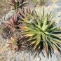 10 PCS Seeds Agave Kerchovei Succulents Garden Plants