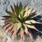 10 PCS Seeds Agave Kerchovei Succulents Garden Plants