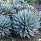10 PCS Seeds Agave Macroacantha Schwarzstachel Leaves Succulent plant
