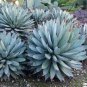 10 PCS Seeds Agave Macroacantha Schwarzstachel Leaves Succulent plant