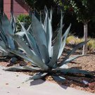10 PCS Seeds Agave Marmorata Garden Plants Rare Potted Plants