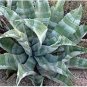 10 PCS Seeds Agave Marmorata Garden Plants Rare Potted Plants