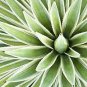 10 PCS Seeds Agave Maximiliana Agave Garden Plants
