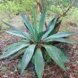 10 PCS Seeds Agave Maximiliana Agave Garden Plants