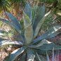 10 PCS Seeds Agave Maximiliana Agave Garden Plants