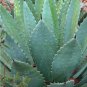 10 PCS Seeds Agave Maximiliana Agave Garden Plants