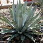 10 PCS Seeds Agave mckelveyana Succulents Garden Plants