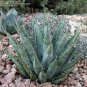 10 PCS Seeds Agave mckelveyana Succulents Garden Plants