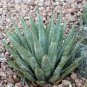 10 PCS Seeds Agave mckelveyana Succulents Garden Plants