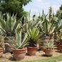 20 PCS Seeds AGAVE Mix Seeds Century Plant Many Unique Succulent Plant Species