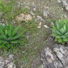 10 PCS Seeds Agave obscura 'Xalapa' Succulents Garden Plants 10 PCS Seeds Agave obscura 'Xalapa' Succulents Garden Plants