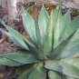 10 PCS Seeds Agave obscura 'Xalapa' Succulents Garden Plants