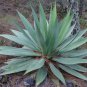 10 PCS Seeds Agave obscura 'Xalapa' Succulents Garden Plants