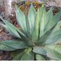 10 PCS Seeds Agave obscura 'Xalapa' Succulents Garden Plants