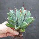 10 PCS Seeds Agave potatorum Succulent Garden Plants