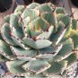 10 PCS Seeds Agave potatorum Succulent Garden Plants