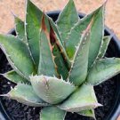 10 PCS Seeds AGAVE Purpusorum Garden Plants Rare Potted Plants