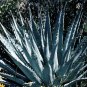 10 PCS Seeds AGAVE Purpusorum Garden Plants Rare Potted Plants