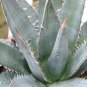 10 PCS Seeds AGAVE Purpusorum Garden Plants Rare Potted Plants