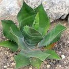 10 PCS Seeds Agave salmiana Garden Plants