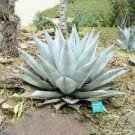 10 PCS Seeds Agave Seemanniana Agave Garden Plants 10 PCS Seeds Agave Seemanniana Agave Garden Plants