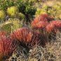 10 PCS Seeds Agave Stricta Rubra Red Hedgehog Agave Perennial Spiny Succulent