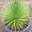 10 PCS Seeds AGAVE Stricta SeedsHedgehog Agave agave