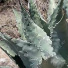 10 PCS Seeds Agave Temacapulinensis Agave Garden Plants 10 PCS Seeds Agave Temacapulinensis Agave Garden Plants