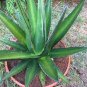 10 PCS Seeds Agave triangularis 'Subintegra' Seeds Succulents Garden Plants