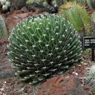 10 PCS Seeds Agave Victoriae Reginae exotic rose succulent aloe hardy plant 10 PCS Seeds Agave Victoriae Reginae exotic rose succulent aloe hardy plant