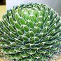10 PCS Seeds Agave Victoriae Reginae exotic rose succulent aloe hardy plant