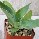 10 PCS Seeds Agave vilmoriniana Succulents Garden Plants 10 PCS Seeds Agave vilmoriniana Succulents Garden Plants