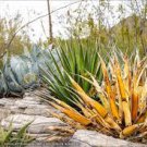 10 PCS Seeds Agave xylonacantha Succulent Garden Plants