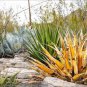 10 PCS Seeds Agave xylonacantha Succulent Garden Plants