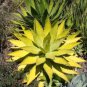 10 PCS Seeds Agave xylonacantha Succulent Garden Plants