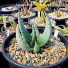 10 PCS Seeds Aloe Africana Garden Plants Rare Potted Plants 10 PCS Seeds Aloe Africana Garden Plants Rare Potted Plants
