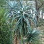 10 PCS Seeds Aloe Africana Garden Plants Rare Potted Plants