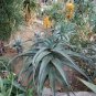 10 PCS Seeds Aloe Africana Garden Plants Rare Potted Plants