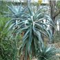 10 PCS Seeds Aloe Africana Garden Plants Rare Potted Plants