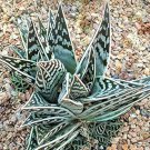 10 PCS Seeds ALOE Branddraaiensis Garden Plants Rare Potted Plants 10 PCS Seeds ALOE Branddraaiensis Garden Plants Rare Potted Plants