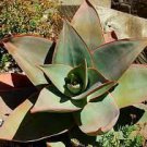 10 PCS Seeds ALOE Broomii Garden Plants Rare Potted Plants 10 PCS Seeds ALOE Broomii Garden Plants Rare Potted Plants