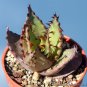 10 PCS Seeds ALOE Broomii Garden Plants Rare Potted Plants