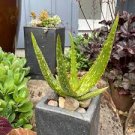 10 PCS Seeds ALOE Buhrii Garden Plants Rare Potted Plants 10 PCS Seeds ALOE Buhrii Garden Plants Rare Potted Plants