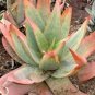 10 PCS Seeds ALOE Buhrii Garden Plants Rare Potted Plants